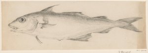 Fish, Facing Left by Jean Bernard