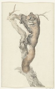 Flying Squirrel on a Branch by Jean Bernard