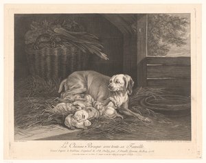 Bracke Dog with Puppies in a Stable