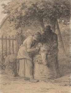 Sheepshearing Beneath a Tree