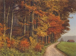 Switzerland: Autumn Woods