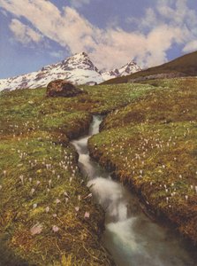 Switzerland: Crocuses near a Mountain Brook in the Upper Engadine