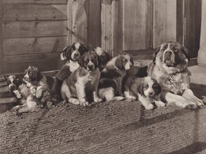Switzerland: The Famous St Bernard Dogs