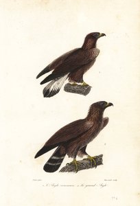 Golden eagle, Aquila chrysaetos