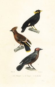 Hill myna, Bohemian waxwing and coleto by Jean Gabriel (after) Pretre