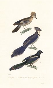 Jay, blue jay and magpie by Jean Gabriel (after) Pretre