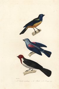 Turquoise tanager, blue-grey tanager, and red-capped cardinal by Jean Gabriel (after) Pretre