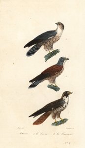 Western plantain-eater, saker falcon and peregrine by Jean Gabriel (after) Pretre