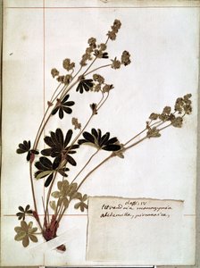 Alchemilla from a Herbarium