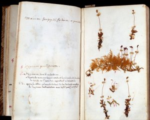 Pages of the Herbarium of Jean Jacques Rousseau