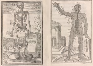 On the Dissection of the Parts of the Human Body, 1545 by Jean Jollat