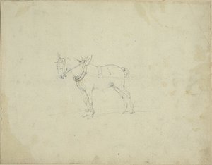 Draught Horse