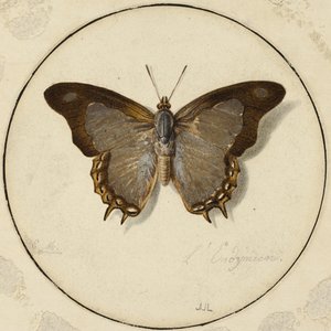 The Endymion