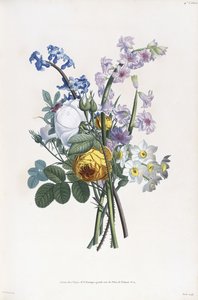 Narcissi, Rosa, Hyacinth