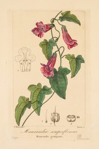 Flora of Gardeners, Amateurs and Manufacturers: Maurandia Semperflorens