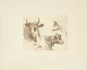 Three Cow Heads