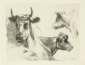 Three Cow Heads
