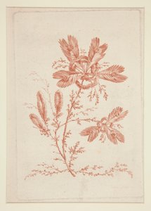 Untitled (Ideal Flowers), from a Set of Six by Jeanne Deny