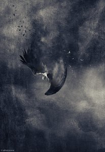 Falling Dark Bird