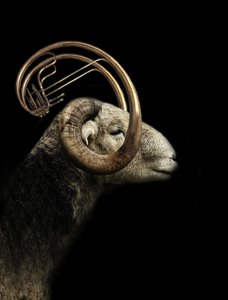 Musical Ram Profile