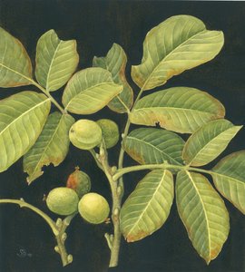 Green walnut by Jenny Barron