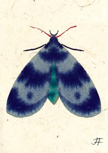 Indigo Moth, 2024 by Jenny Frean