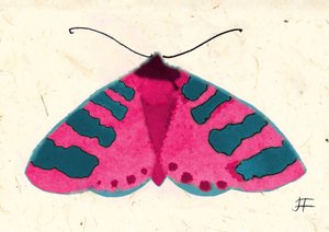 Pink Moth, 2024