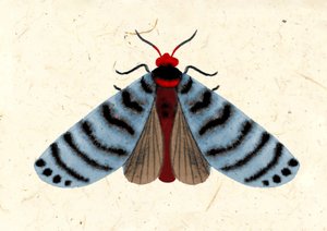 Striped Moth, 2024