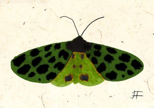 Tiger Moth, 2024 by Jenny Frean