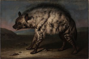 The Hyena in the Menagerie at Frederiksberg Palace by Jens Juel