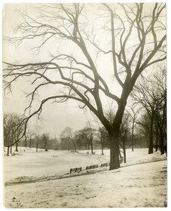 Boston Common & frog-pond, by tree, Boston, USA by Jessie Tarbox Beals