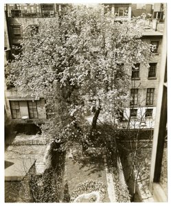 Mrs. W. H. Wells, 265 W 11th