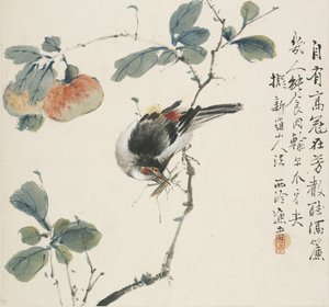 A Chinese Hwamei eating a grasshopper