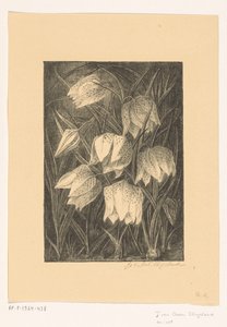 Fritillaries