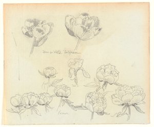 Flower Studies