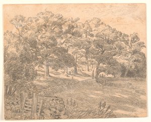 A Forest Edge