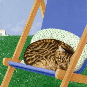 Tabby Cat Asleep in a Deck Chair