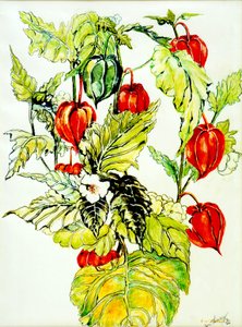Chinese Lantern Spray, 2005 by Joan Thewsey