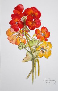 Geranium and Nasturtiums