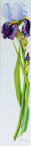 Iris with Three Buds by Joan Thewsey