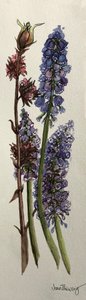 Muscari and Viburnum Bodnantense