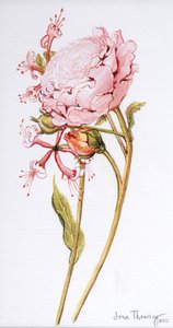 Pink Rose, Abraham Derby with Honeysuckle