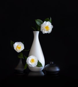 White Camellias Still Life by Joanna W