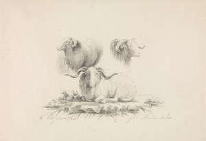 Studies of a Ram by Joannes Bemme