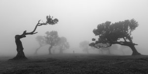 Gnarled Trees In Mist