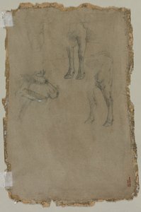 Studies of a Bull