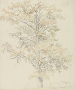 Oak trees with autumn leaves, Milicz by Johan Christian Dahl