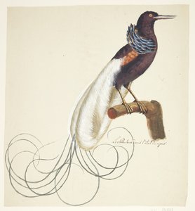 Exotic Bird