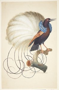 Exotic Bird