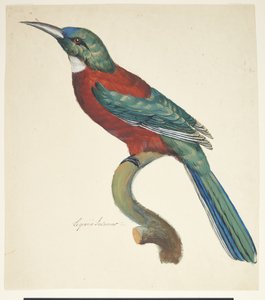 Exotic Bird